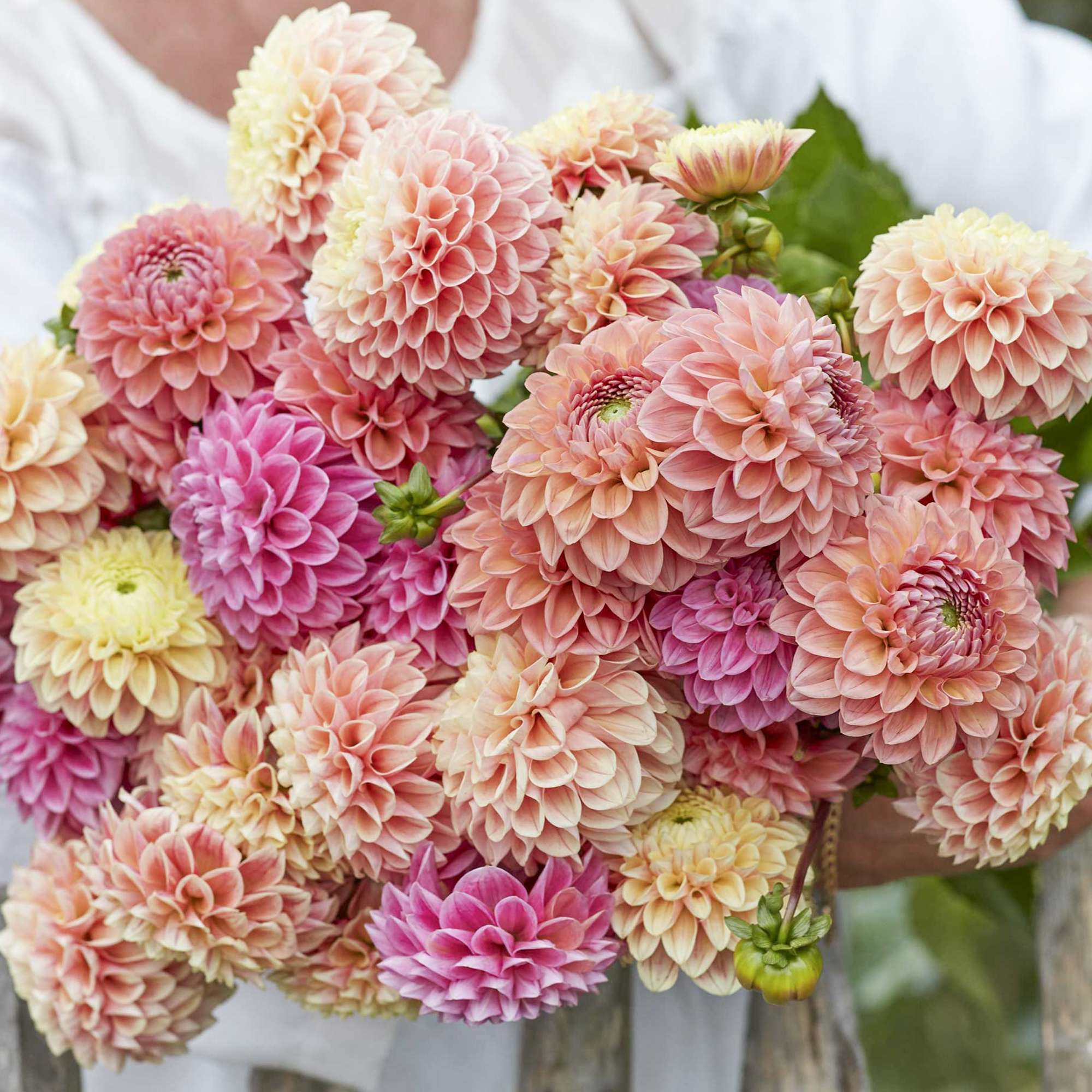 Dahliamix 'Pastello'